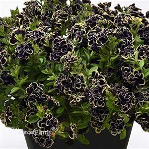 Petunia 'Midnight Gold'