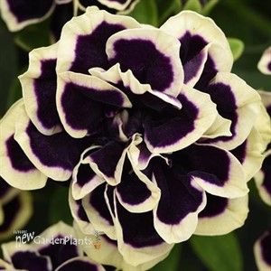 Petunia 'Midnight Gold'