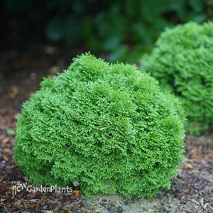 TATER TOT Arborvitae Thuja occidentalis