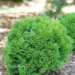 TATER TOT Arborvitae Thuja occidentalis