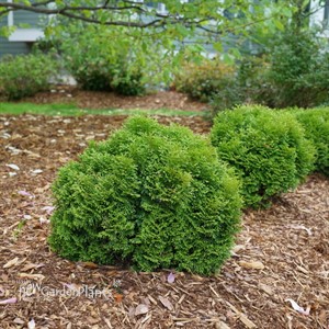 TATER TOT Arborvitae Thuja occidentalis