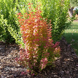 SUNJOY ORANGE PILLAR Barberry