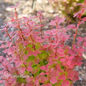 SUNJOY ORANGE PILLAR Barberry