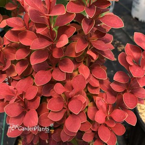 SUNJOY ORANGE PILLAR Barberry