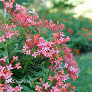 Estrellita Little Star™ Firecracker Bush