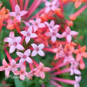 Estrellita Little Star™ Firecracker Bush