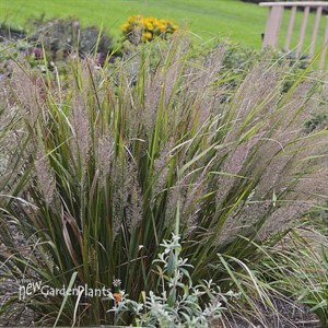 Calamagrostis brachytricha Korean Feather Reed Grass