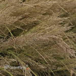 Calamagrostis brachytricha Korean Feather Reed Grass