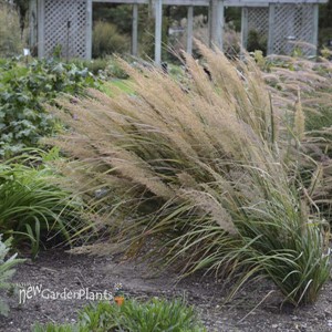 Calamagrostis brachytricha Korean Feather Reed Grass