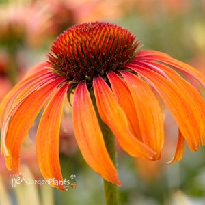 Echinacea ‘Laughing Meadow Mama’
