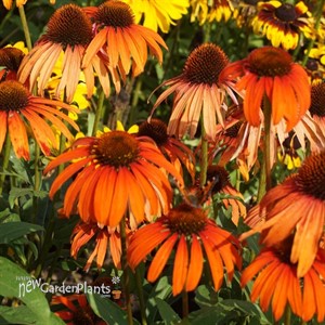 Echinacea ‘Laughing Meadow Mama’