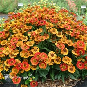 Helenium Mariachi Salsa (Sneezeweed)