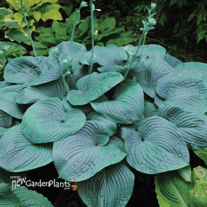 Hosta 'Humpback Whale'