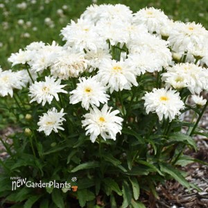 'Marshmallow' PPAF AMAZING DAISIES Collection