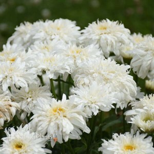 'Marshmallow' PPAF AMAZING DAISIES Collection