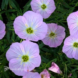 Oenothera 'Twilight' ppaf