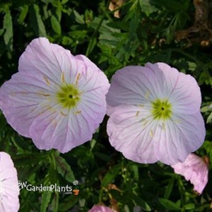 Oenothera 'Twilight' ppaf