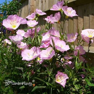 Oenothera 'Twilight' ppaf