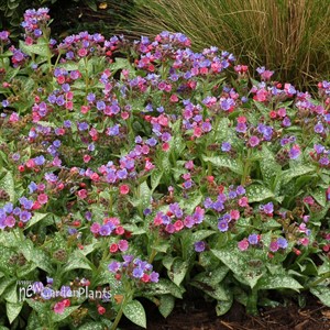 Pulmonaria ‘Dark Vader’