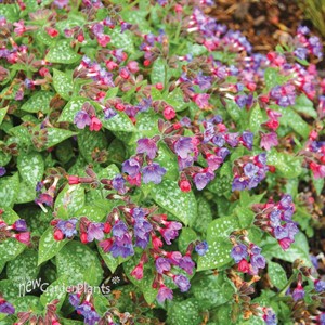 Pulmonaria ‘Dark Vader’