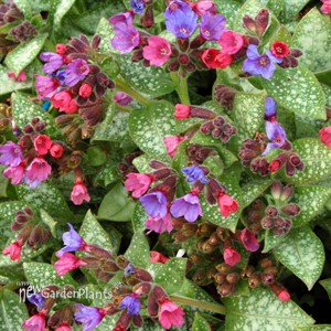 Pulmonaria ‘Dark Vader’