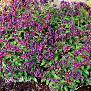 Pulmonaria ‘Dark Vader’