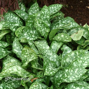 Pulmonaria ‘Dark Vader’