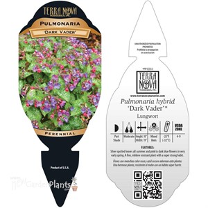 Pulmonaria ‘Dark Vader’