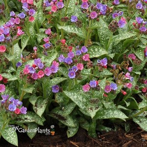 Pulmonaria ‘Dark Vader’