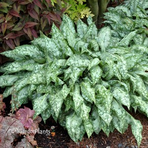 Pulmonaria ‘High Contrast’