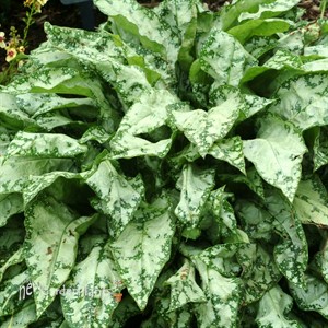 Pulmonaria ‘High Contrast’