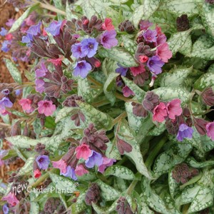 Pulmonaria ‘High Contrast’