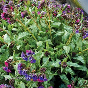 Pulmonaria ‘High Contrast’