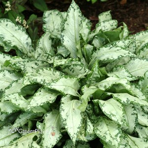 Pulmonaria ‘High Contrast’