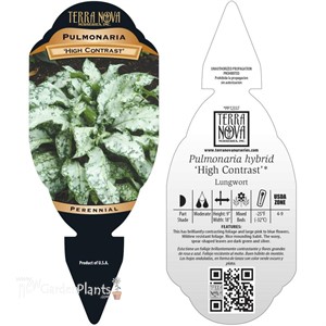 Pulmonaria ‘High Contrast’
