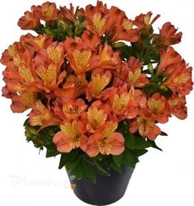 Alstroemeria Inca Safari