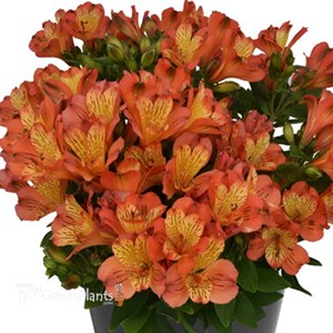 Alstroemeria Inca Safari