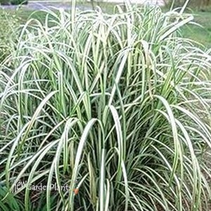 Miscanthus 'Cabaret' Maiden Grass, Eulalia