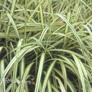 Miscanthus 'Cabaret' Maiden Grass, Eulalia