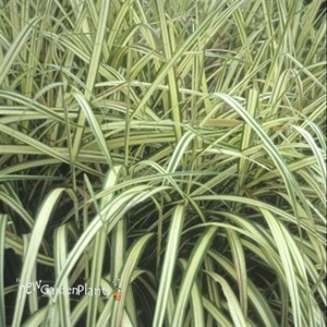 Miscanthus 'Cabaret' Maiden Grass, Eulalia