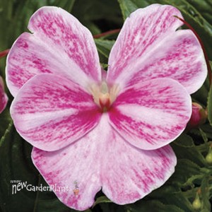 New Guinea Sonic® Magic Pink