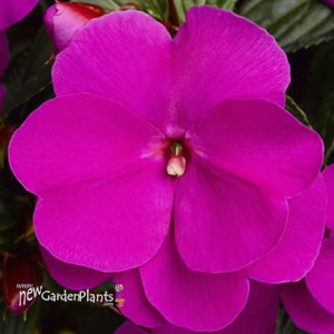 Impatien New Guinea Sonic® Lilac