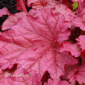 'Berry Smoothie' ppaf Coral Bells