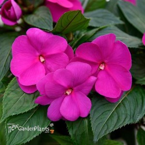 Impatien New Guinea Sonic® Lilac