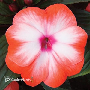 Super Sonic® Orange Ice New Guinea