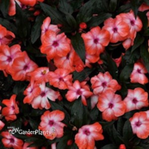 Super Sonic® Orange Ice New Guinea