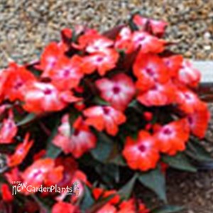 Super Sonic® Orange Ice New Guinea