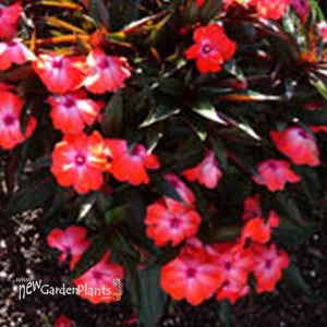 Super Sonic® Orange Ice New Guinea