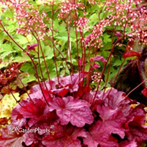 'Berry Smoothie' ppaf Coral Bells