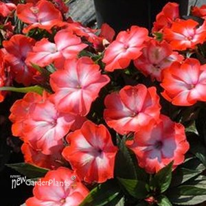 Super Sonic® Orange Ice New Guinea